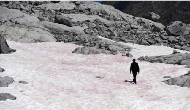 지난해 6월 4일 알프스 프레세나 빙하의 눈이 분홍색으로 변해 있다. AFP 연합뉴스