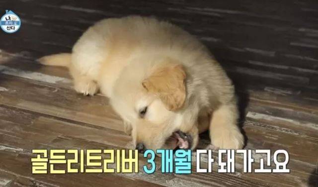 MBC '나혼자산다' 캡처