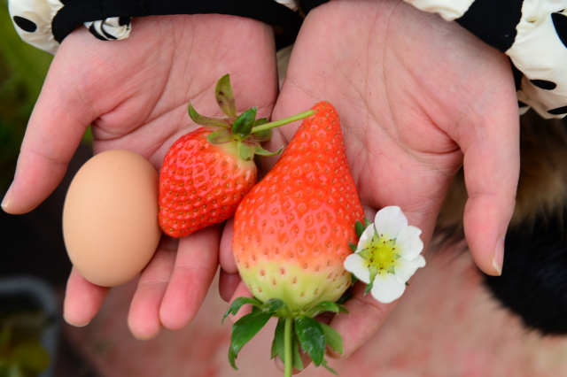 6년전 처음 선을 보인 킹스베리 딸기는 개당 60~80g의 무게에 달걀 보다 큰 크기로 초창기에는 개당 가격이 8,000원에서 1만원이나 했다.