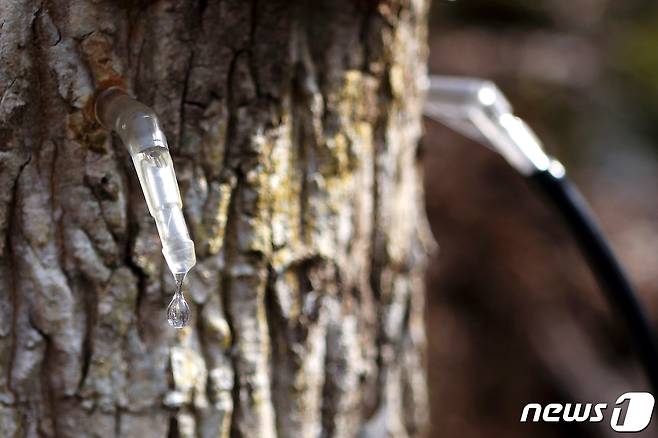 고로쇠 나무 수액 채취(자료사진)© News1 DB