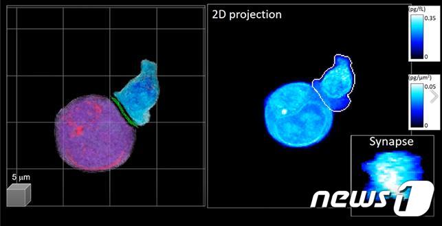 개발된 기술이 적용된 3D 영상. (좌측: 인공지능으로 분석된 3D 비표지 홀로그래피 영상. 보라색 – 타겟 암 세포, 파란색 – CAR-T 세포, 우측: 2차원 누적 영상. 우측 하단: 추출된 IS 영상 정보)(사진제공:KAIST)© 뉴스1