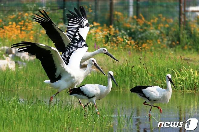 예산황새공원에서 방사되는 황새들.(예산군 제공) ©뉴스1