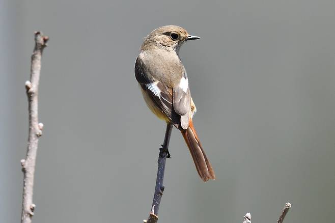 붉은가슴흰꼬리딱새와 같이 솔새과에 속하는 딱새 암컷. 이방인에게 텃새를 부린다.
