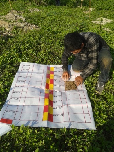 Soil analysis of ex-mine forest restoration site in Bidor, Malaysia (AFoCO)