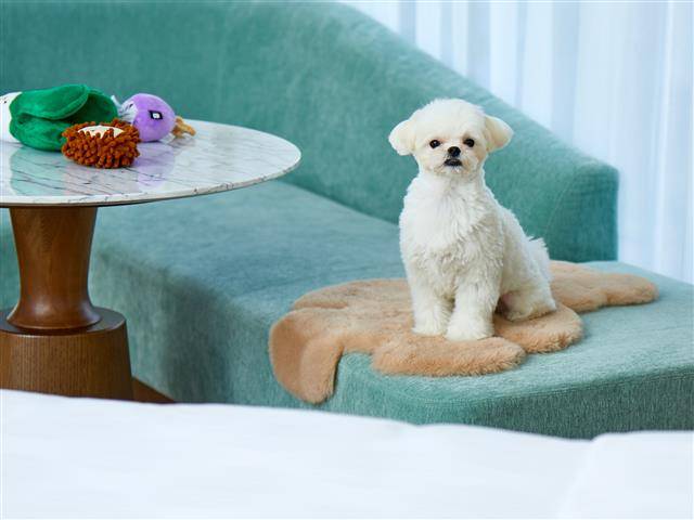 부산 해운대 특급호텔인 그랜드 조선 부산의 반려견 전용 객실 모습. 부산과 제주 등 전국 유명 관광지에서는 반려견과 함께 호캉스(호텔+바캉스)를 즐길 수 있는 최고급 숙박 시설이 인기를 끌고 있다.그랜드 조선 부산 제공