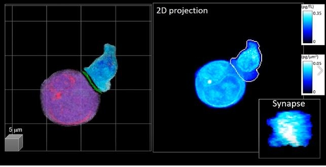 암세포(보라색)를 인지하는 CAR-T 세포(파란색)의 3차원 영상 [KAIST 제공. 재판매 및 DB 금지]