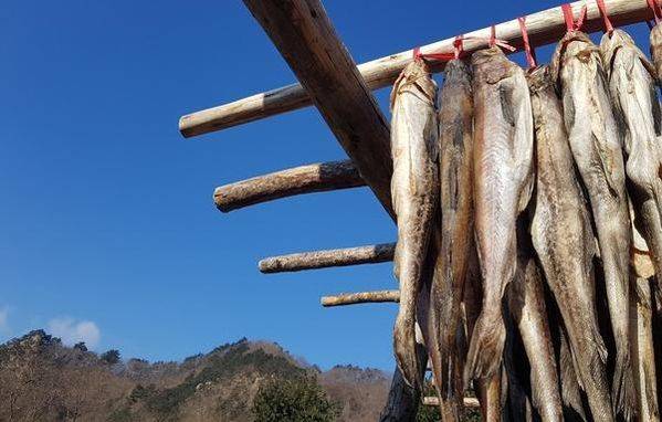 강원도 황태덕장에 매달린 명태./조선일보DB