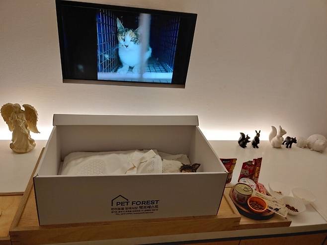 수원시 조원동 재개발 지역에서 살던 7살 고양이 ‘비쥬’가 지난 1월20일 사체로 발견됐다. 당시 비쥬의 턱뼈는 부서져 있었고, 두 발도 꺾인채 발견됐다.