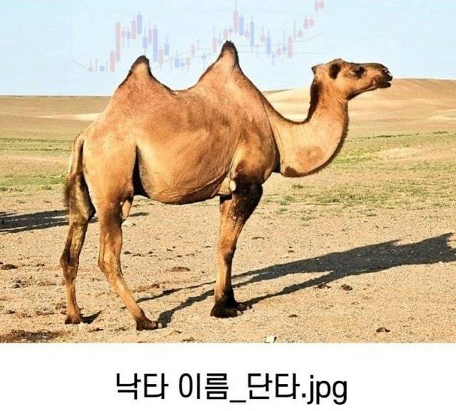 동의어와 사진을 이용한 짤