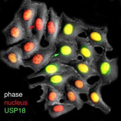 USP18 억제 인자 인터페론을 반복 투여할 때 항바이러스 효과를 떨어뜨리는 USP18 억제 인자.  적색 화살표는 발현도가 낮은 세포를, 녹색 화살표는 발현도가 높은 세포를 각각 가리킨다.   [미 UCSD 하오 랩 제공 / 재판매 및 DB 금지]