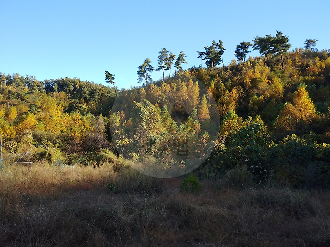 세종시 한 임야 매물 전경. 사진은 기사 내용과 관계 없음. /사진제공=밸류맵