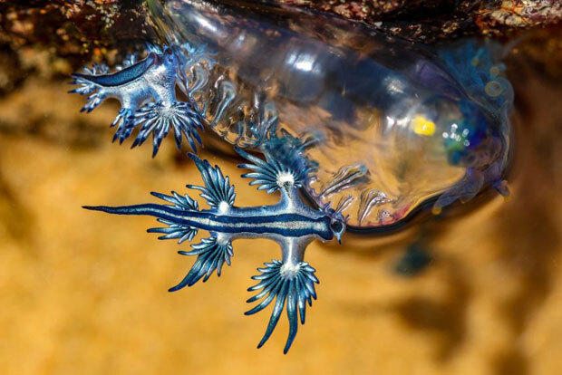 민숭 달팽이 갯 푸른 푸른갯민숭달팽이