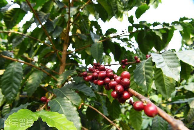 담양커피농장 비닐하우스에서 자라고 있는 커피나무에 빨간 열매가 주렁주렁 열려 있다. 3월부터 수확을 할 예정이다.