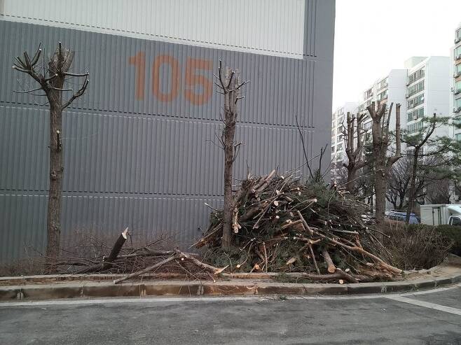 경기 부천시 괴안동 아파트에서 가지치기로 베어진 나무 잔해들이 높게 쌓여 있다.