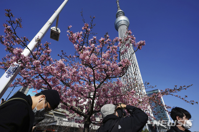 [도쿄=AP/뉴시스]23일 일본 도쿄 스카이트리 인근에서 코로나19 확산 방지를 위해 마스크를 쓴 사람들이 꽃망울을 터트린 벚꽃을 보고 있다. 도쿄도는 이날 275명의 코로나19 신규 확진자가 확인돼 사흘 연속 300명을 밑돌았다. 2021.02.23.