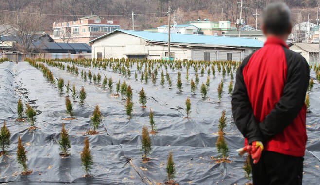 3일 오후 LH 직원들의 투기 의혹이 제기된 경기도 시흥시 과림동의 한 밭에 묘목들이 심겨 있는 모습. 연합뉴스