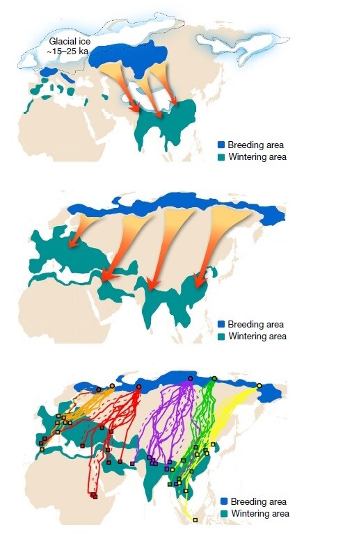 유전체 분석으로 드러난 매 이동 경로의 변천. 파랑은 번식지 초록은 월동지를 가리킨다. 맨 위는 2만년 전 빙하기가 절정이었을 때, 가운데는 홍적세 중반(6000년 전), 아래는 현재. 노란빛 이동 경로는 북극해로 흐르는 콜리마 강에서 한반도와 중국 동부를 거쳐 동남아로 향한다. 구 종루 외 (2021) 네이처 제공
