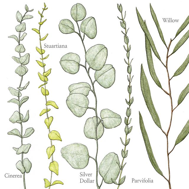 전 세계에 분포한 유칼립투스는 종마다 잎의 형태와 색이 다르다. 시네레아(왼쪽부터), 스투아르티아나, 실버달러, 파비폴리아, 윌로 유칼립투스.