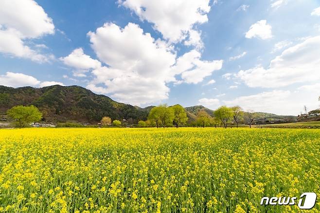 지난해 충북 옥천군 동이면 유채꽃단지.© 뉴스1