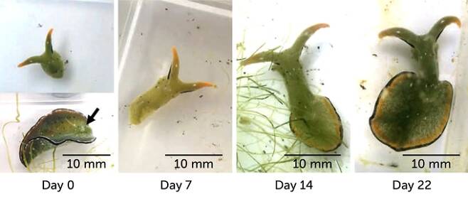 갯민숭달팽이(Elysia cf. marginata)가 몸통을 잘라낸 뒤 22일만에 다시 머리에서 몸통이 자라나는 과정./커런트 바이올로지