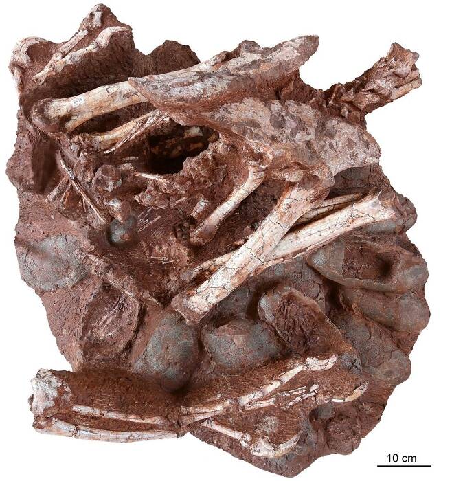 간저우 철도역 근처에서 발견된 화석. 줄지어 가지런히 놓인 24개의 알 위에 앉은 오비랍토르의 골반, 대퇴골 등의 골격이 보인다. 일부 알 내부에서 태아의 골격도 드러나 있다. 바이 션둥 제공