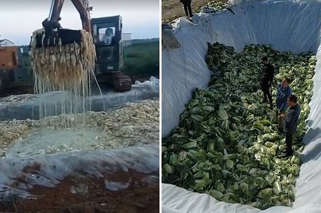 중국 현지 포털에 따르면 배추가 굴삭기를 통해 옮겨지고 있는 영상이 올라와 있으며 구덩이를 파 배추를 한 곳에 집어넣는 모습을 담은 영상이 올라와 있다. 바이두 영상 캡처