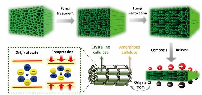 에너지 마루의 원리. 나무에 버섯을 키우면 목질을 이루는 부분이 분해돼 밀도가 낮아진다(위). 이때 나무에 압력을 가하면 내부의 (-)전자와 (+)정공이 서로 분리돼 표면으로 이동하면서 전류가 발생한다(아래),/사이언스