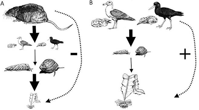 외래종 쥐가 들어온 쥐 섬의 생태계(A)에서 바닷새가 줄면 해양 무척추동물이 늘어 해조류가 쇠퇴한다. 쥐 퇴치 후 정상 생태계(B)에서는 바닷새 덕분에 생태계의 기반인 해조류가 번성한다. 캐롤린 컬 외 (2021) ‘사이언티픽 리포츠’ 제공