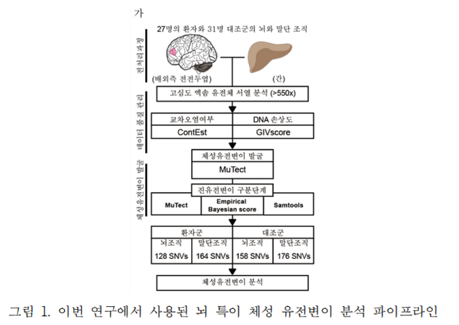 이번 연구에서 사용된 뇌 특이 체성 유전변이 분석 파이프라인. /자료=카이스트