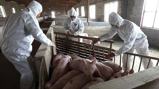 중국 양돈 농가에서 아프리카돼지열병을 막기 위해 방역 조치를 하고 있다. (사진=바이두)
