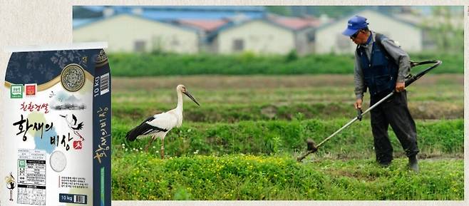 이 땅에 황새가 다시 자리 잡으려면 황새와 사람이 공생할 방법을 찾아야 한다. 이를 위해 예산황새마을에서는 친환경 농법으로 재배한 쌀 브랜드 ‘황새랑 쌀’과 ‘황새의 비상’(왼쪽 사진)을 출시했다. 예산황새공원은 논 생물조사 체험프로그램을 비롯한 다양한 체험학습을 진행하며 황새가 살아갈 터전인 습지 생태계의 중요성을 알리고 있다. 김경선 제공