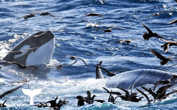 바다의 지배자, 범고래의 집단사냥 현장이 카메라에 잡혔다. 18일 데일리메일 호주판은 호주 서부 해안에서 대왕고래 한 마리를 집어삼키는 범고래 75마리가 포착됐다고 전했다.