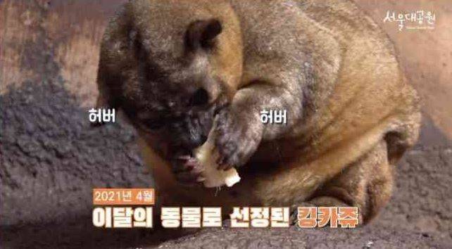 서울대공원TV에 올라왔다 삭제된 영상. 킹카쥬가 음식을 먹는 모습에 '허버허버'란 자막이 달려 논란이 일었다./사진=서울대공원TV 영상 캡처