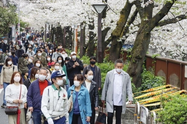일본 시민들이 벚꽃 구경을 하는 모습/사진=연합뉴스