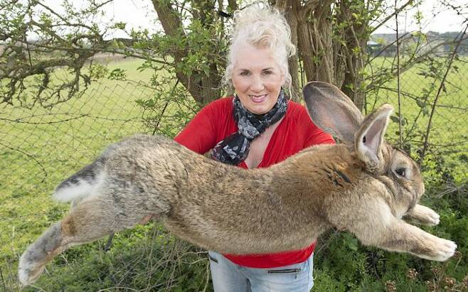 토끼 주인 아넷 에드워즈와 몸 길이 129㎝의 거대 토끼 다리우스.텔레그래프 홈페이지 캡처