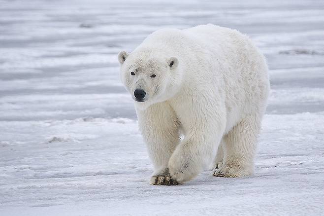 북극곰(사진=Alan Wilson, CC BY-SA 3.0 , via Wikimedia Commons)