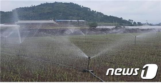 제주 서귀포시 대정읍 일과리 소재 마늘밭에서 빗물이용시설에 저장됐던 빗물을 농업용수로 뿌리고 있는 장면. © News1