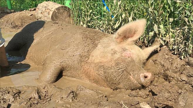 현재 보호소에서 살면서 어른 돼지로 자란 새벽이. 진흙목욕을 좋아한다. 사진 새벽이 생추어리 제공