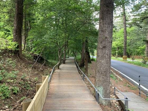 광릉숲길 2경, 전나무 복원 숲. 국립수목원