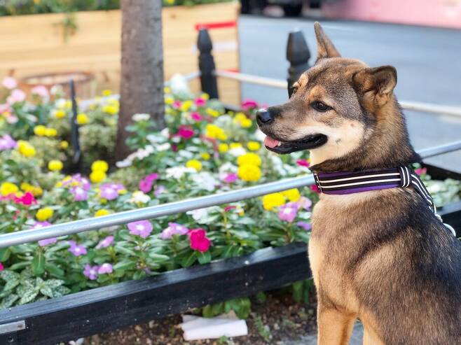 ‘뉴욕 강아지’ 페퍼는 경기 하남시의 유기동물보호소에서 태어났다. 여러 이름으로 불리던 페퍼는 2019년 지금의 보호자를 만나 미국에서 살게 됐다. 박세미씨 제공