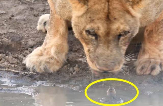 유튜브 채널 Kruger Sightings 캡처