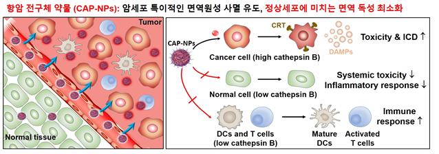 암세포 특이적 항암 전구체 약물의 면역반응 유도 모식도 - 이번에 개발한 물질은 종양세포사멸을 일으키며 면역세포에 대한 독성을 최소화하여 종양 조직 내 T세포 등의 효과적인 성숙 및 활성화를 이룬다. 이와 동시에 정상 기관의 전신 독성 및 염증 반응을 현저히 감소시킨다. KIST 제공