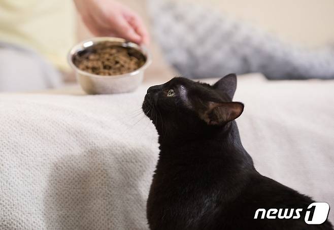 사료 먹는 고양이. 사진 이미지투데이 © 뉴스1
