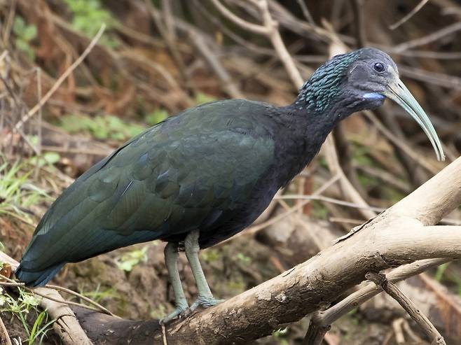형광빛이 감도는 부리색깔이 눈에 띄는 녹색따오기. /ebird.org