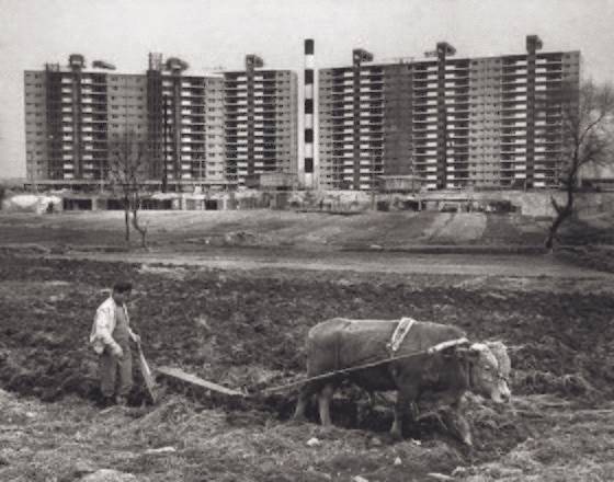 1978년 서울 강남구 압구정동에서 밭을 가는 농부. 뒤편으로 현대 아파트 공사장이 보인다. 사진 서울시