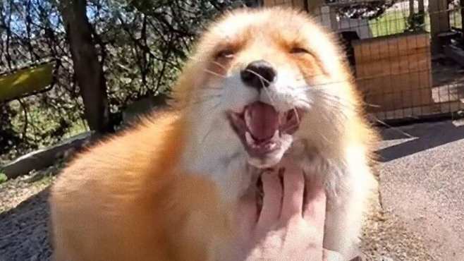 사육사 손길에 기쁨의 소리를 지르는 ‘구조된 여우’