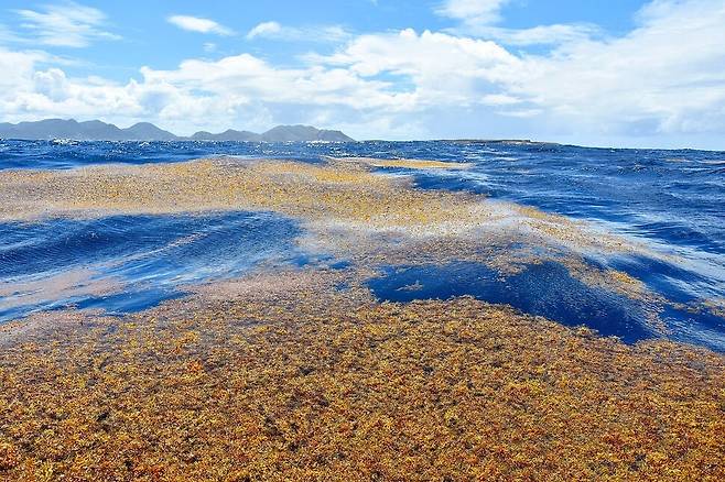 사르가소해의 모자반 해조류가 폭풍으로 해안으로 밀려온 모습. 벨리 미셸, 위키미디어 코먼스 제공