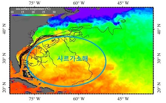 푸른바다거북의 이동 경로. 멕시코만류를 따라 북상하다 상당수가 조류를 벗어나 사르가소해로 향한 궤적을 볼 수 있다. 맨스필드 외 (2021) ‘왕립학회보 비’ 제공