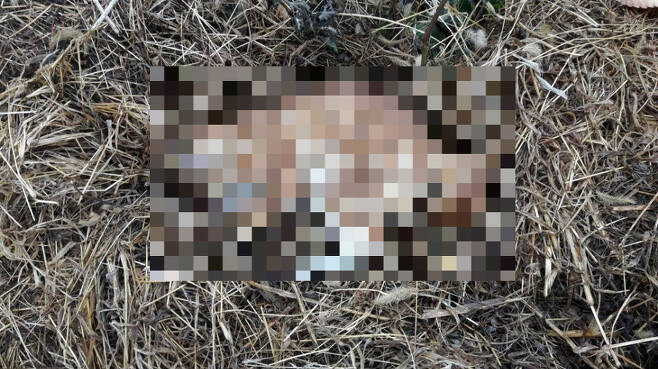 지난달 13일 대전 대덕구 석봉동 한 폐가 근처에서 발견된 고양이 사체. /사진=대전길고양이보호협회 제공