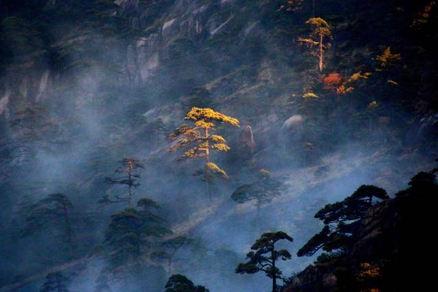 황산 북해호텔에서 본 소나무. 아침 햇살에 황금빛으로 물들었다. ⓒ최종명